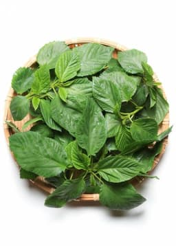 ملوخية
