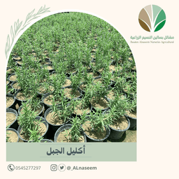 إكليل الجبل - Rosmarinus