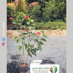 جاتروفا أحمر