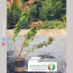 جهنمية قزمية