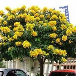اكاسيا جلوكا
