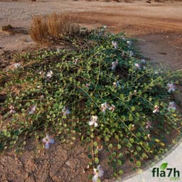 بذور عشبة الشفلح ( 1 كيلو ) - Capparis spinosa