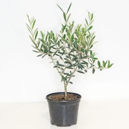 بكج شتلات الزيتون عمر سنة(3+1 مجاناً)