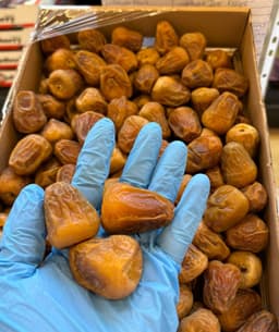 مفتل ملكي 10 - 1100