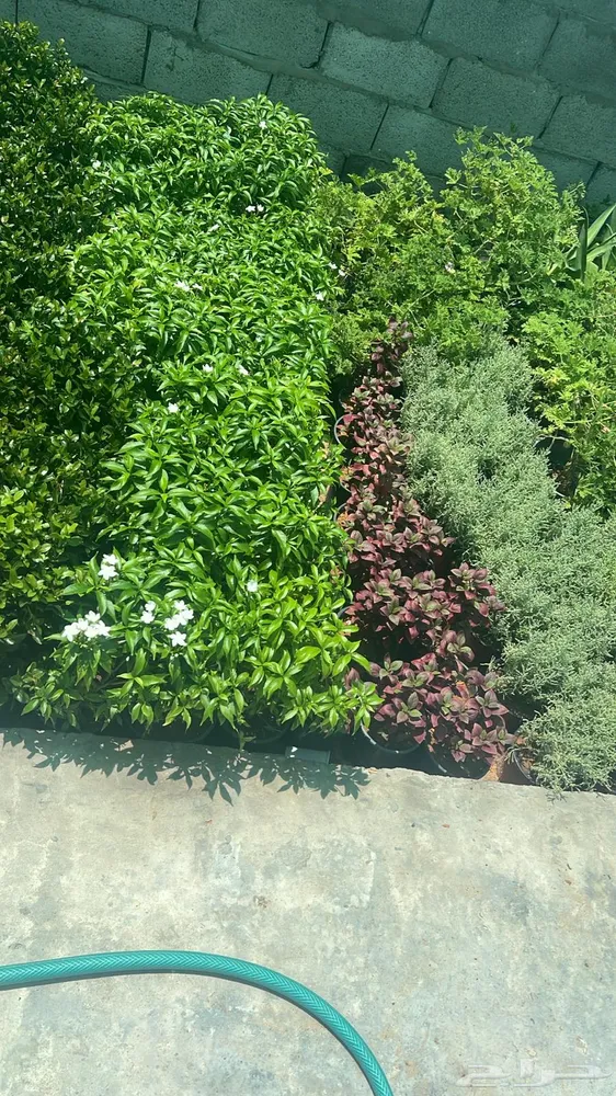 مشتل ابو يوسف — صورة 4