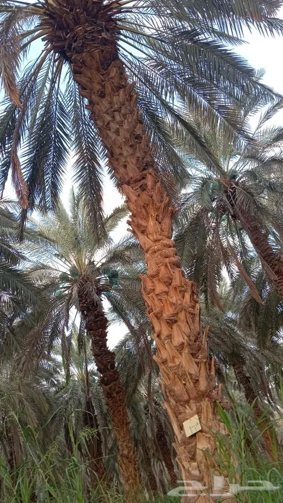 ضيف — صورة 3