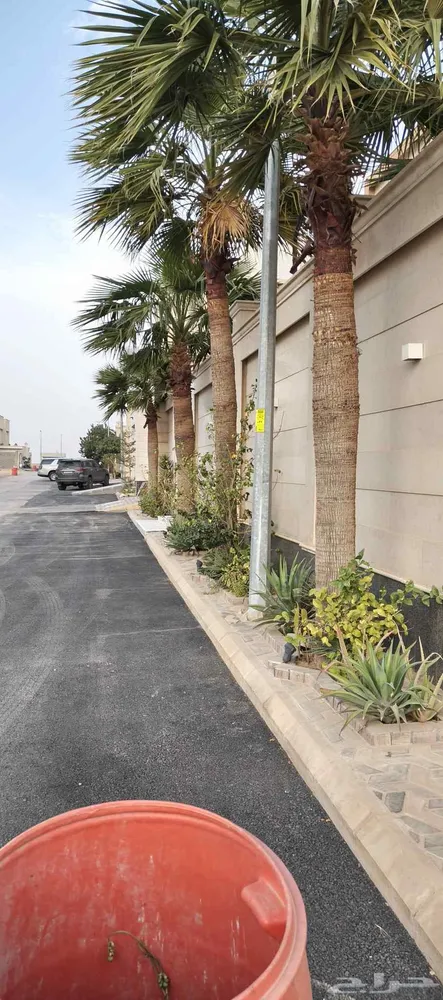 السلام عليكم متوفر لدينا نخل للبيع واشنطن يزين امريكي — صورة 3