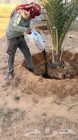 تقليم وقص اشجار ورش وتسميد وتصميم حدائق وتكريب نخيل — صورة 2