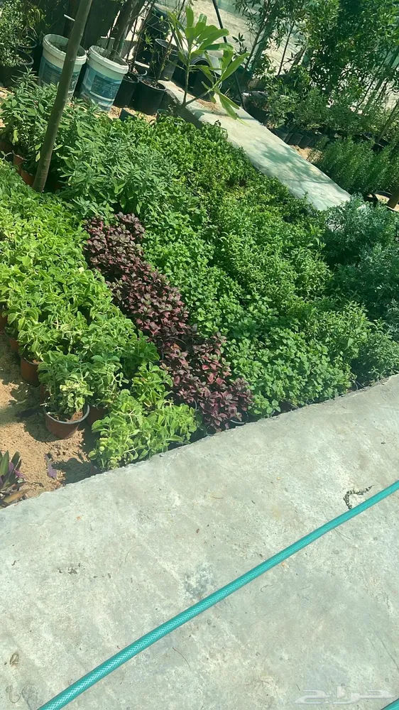 مشتل ابو يوسف — صورة 3