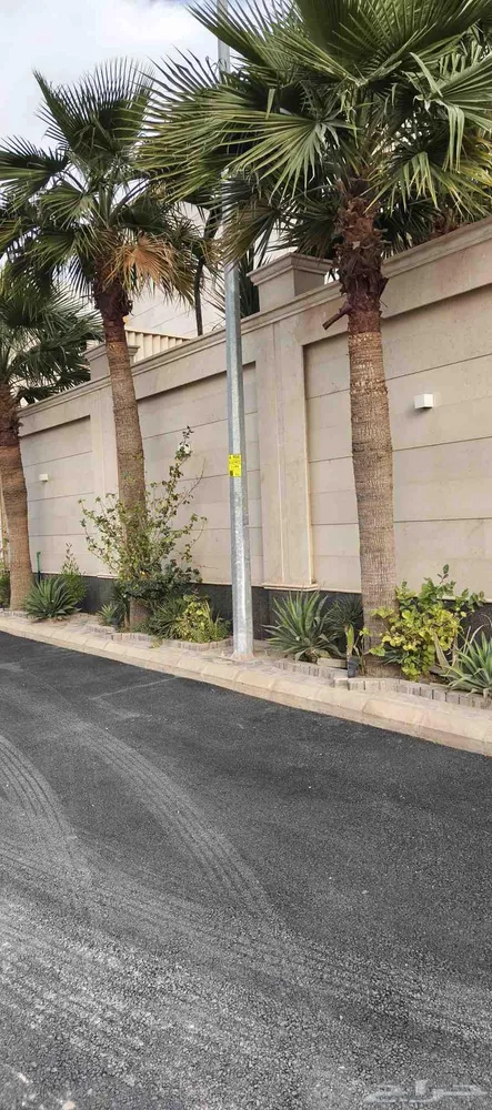 السلام عليكم متوفر لدينا نخل للبيع واشنطن يزين امريكي — صورة 4