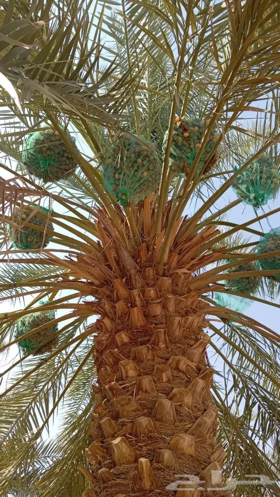 ضيف — صورة 2