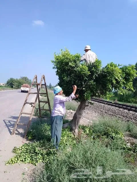 تقليم وقص اشجار ورش وتسميد وتصميم حدائق وتكريب نخيل — صورة 3