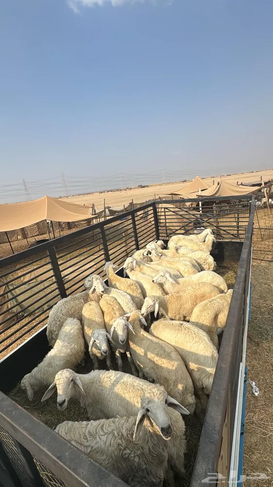 دينا دينة نقل(عفش-نحل-حلال-خيل) — صورة 3