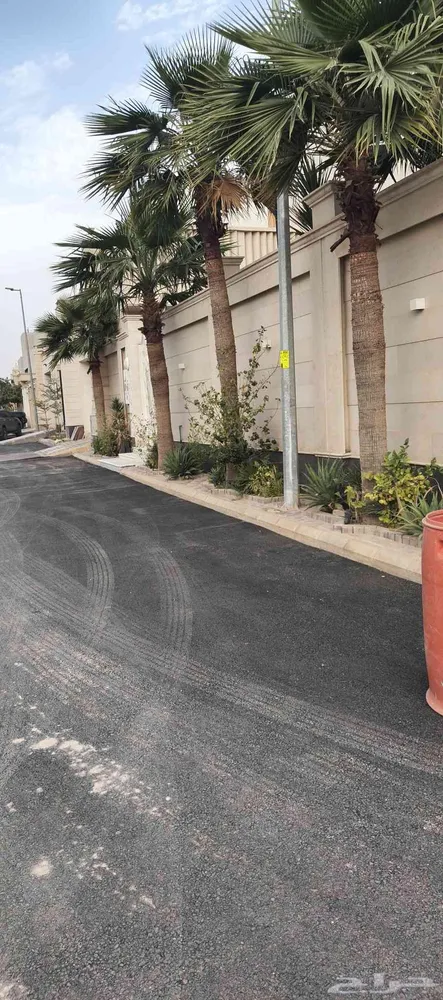 السلام عليكم متوفر لدينا نخل للبيع واشنطن يزين امريكي — صورة 2