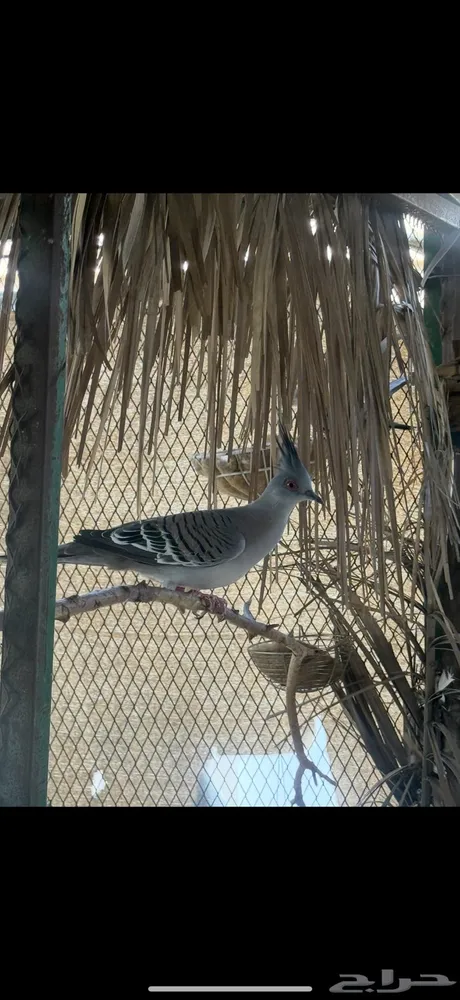 طيور خلخليت
