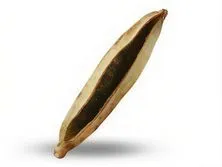 فطيرة زعتر